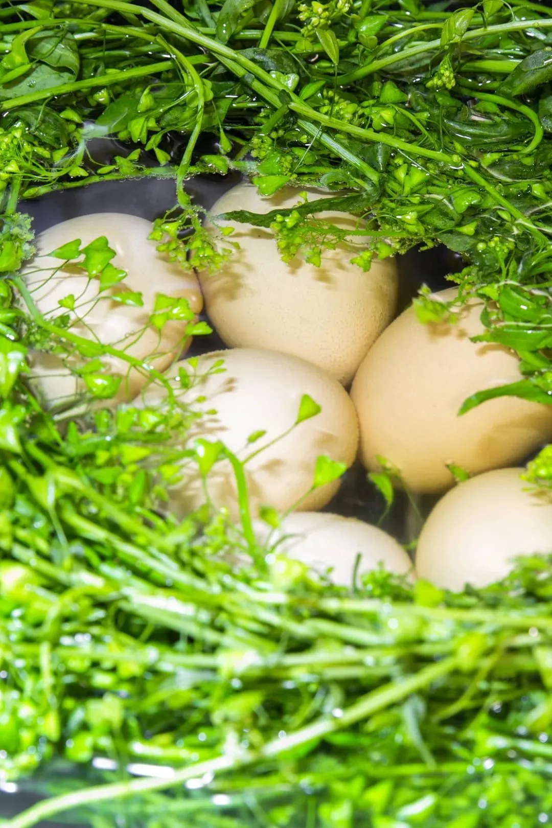 农历三月三，必吃地菜（荠菜）煮鸡蛋。图/视觉中国