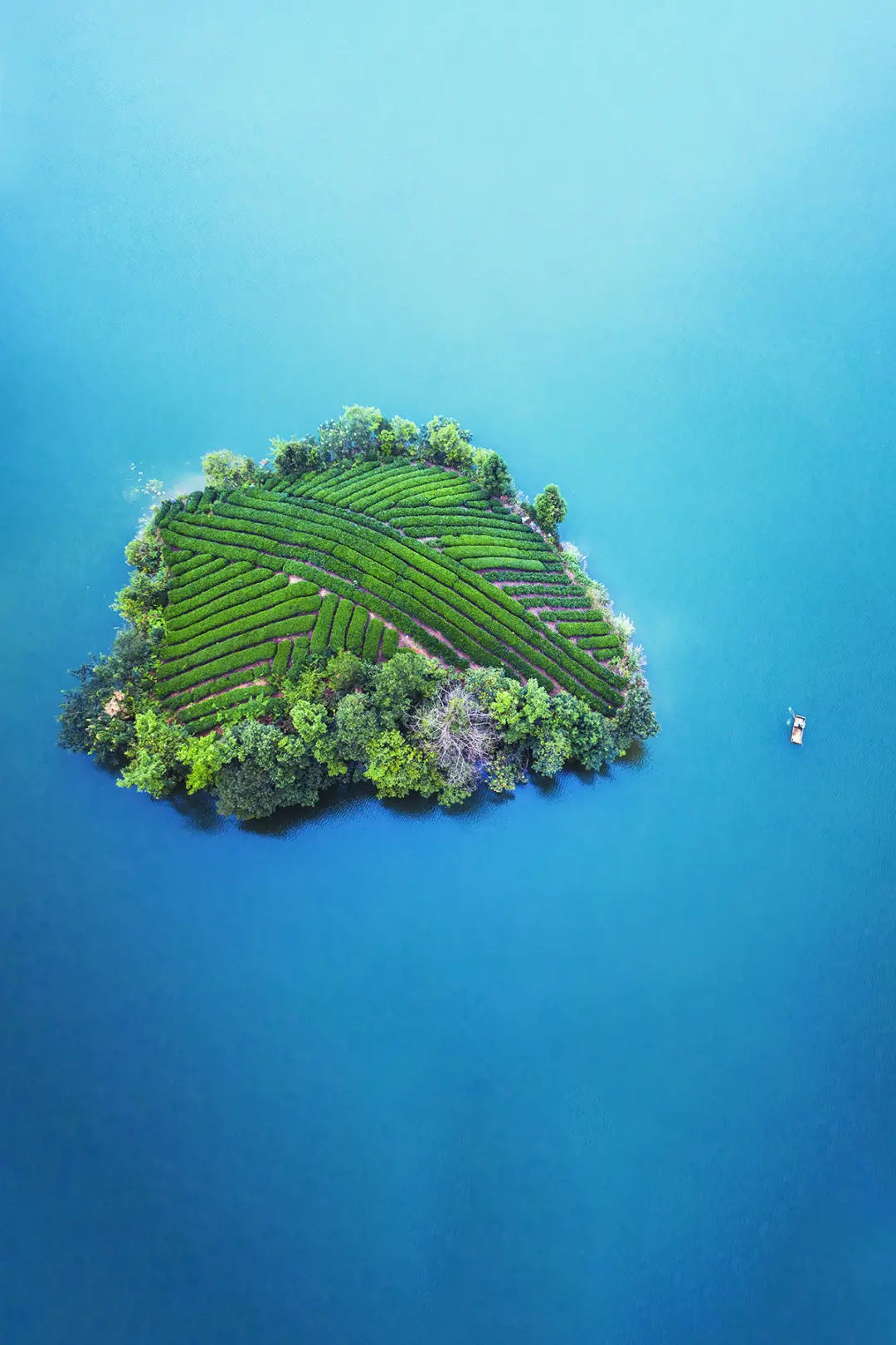 湄潭县，湖中央的茶园小岛。摄影/天祺TIANQI