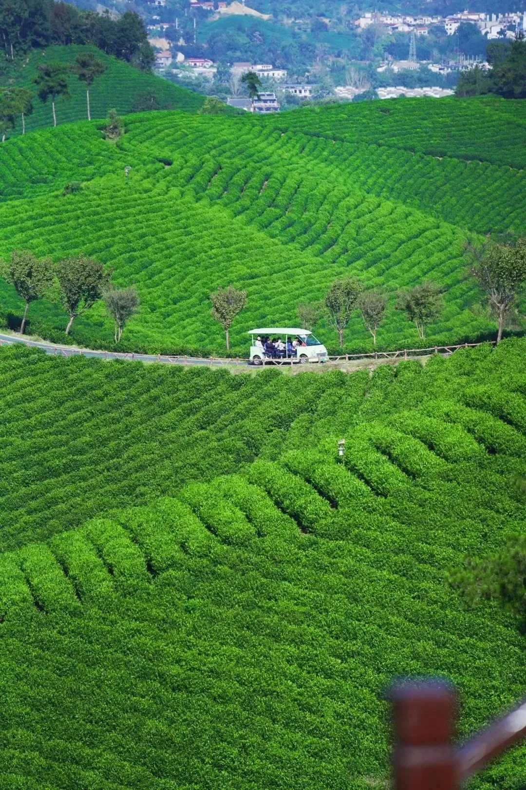 不是杭州!这座“山水茶都”是中国唯一“永久宜居城市”