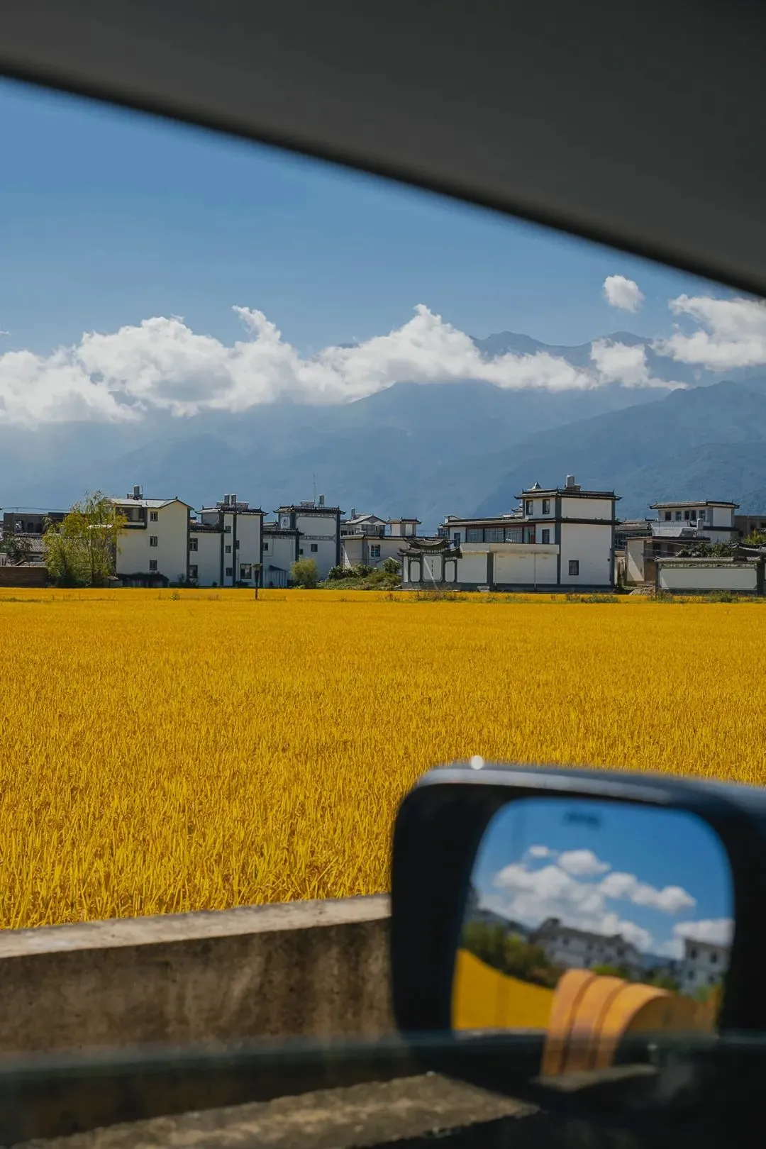 喜洲古镇的金色田野。摄影/摄影师赵松