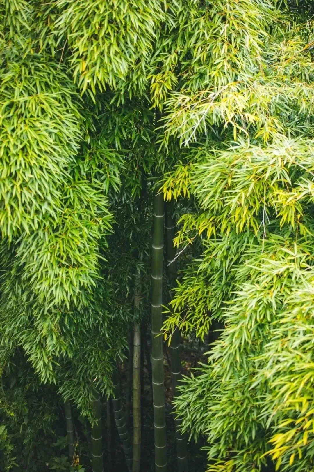 图片[15]-江浙沪7大小众赏秋徒步线路来袭！每一条都是绝美治愈系！-华闻时空