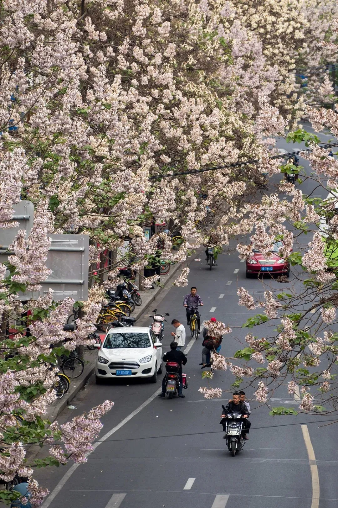 △上海普陀区“桐花大道”，在上海逐渐模糊了“苏北”身影。（图/视觉中国）