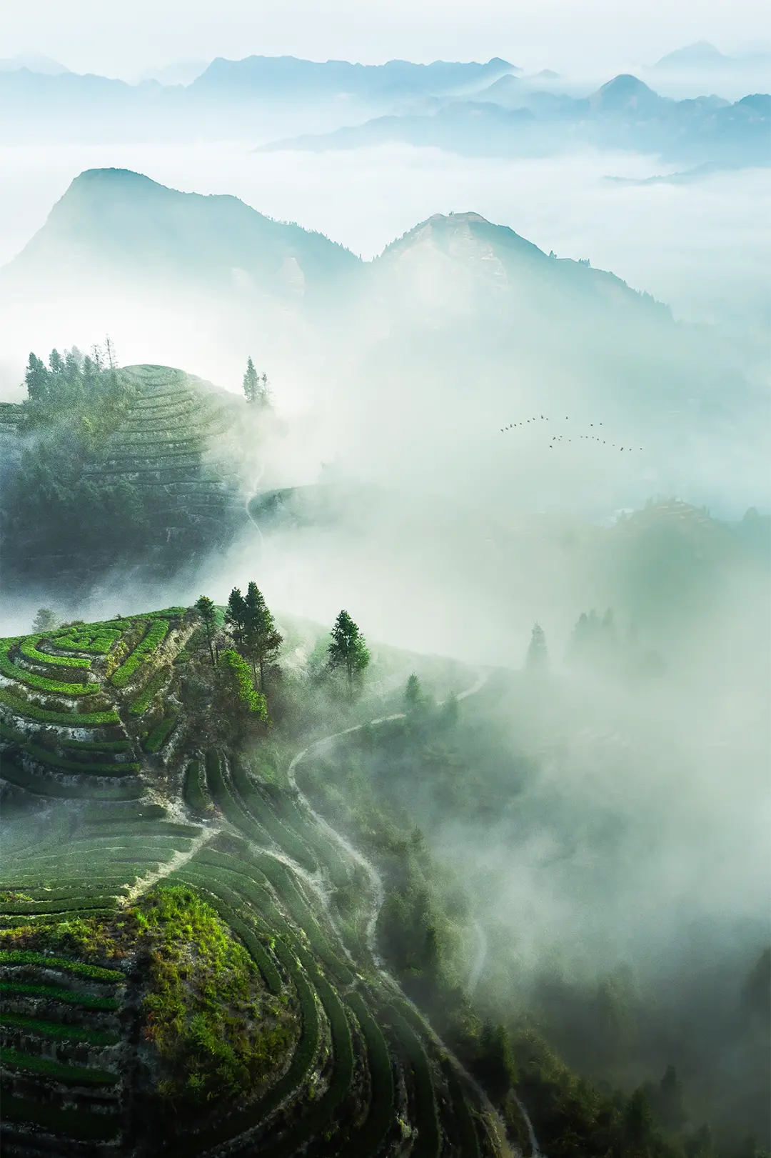 三月，华南的茶山已经遍布绿意。摄影/城市穿梭客