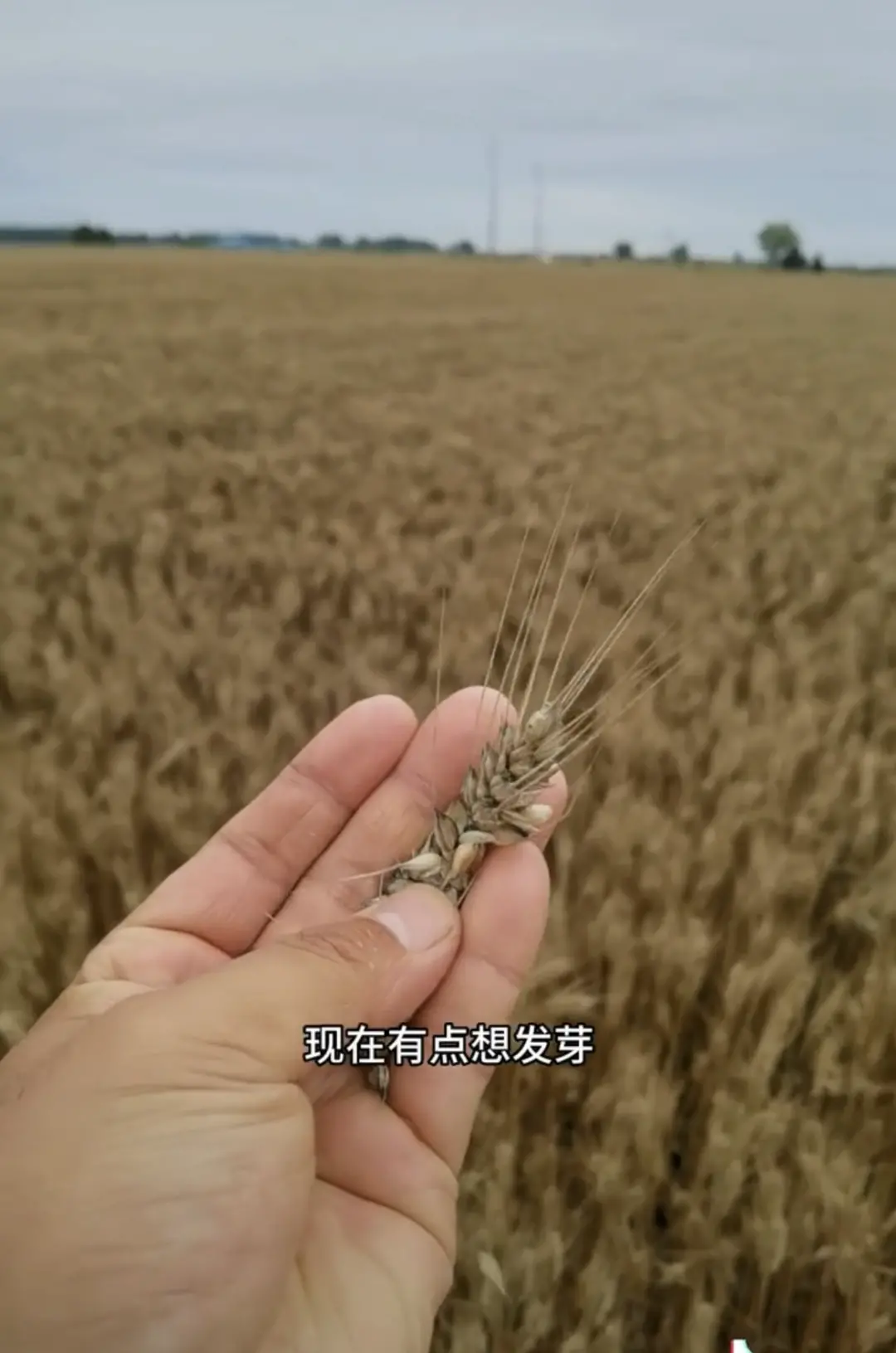“上百台收割机无法下高速延误收麦子”？麦农回应-大型收割机收麦子