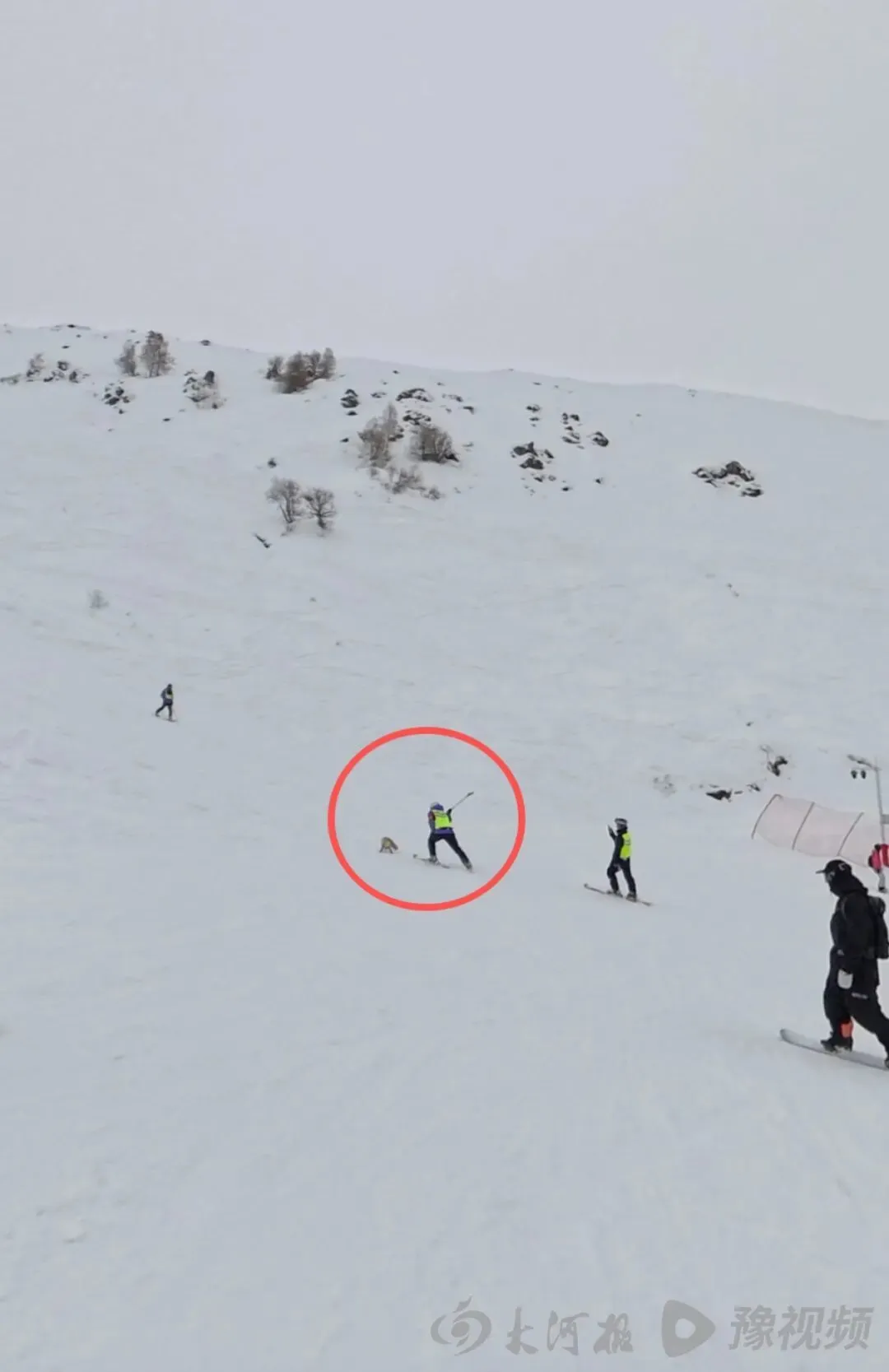 有人用滑雪杖敲打狐狸(视频截图)