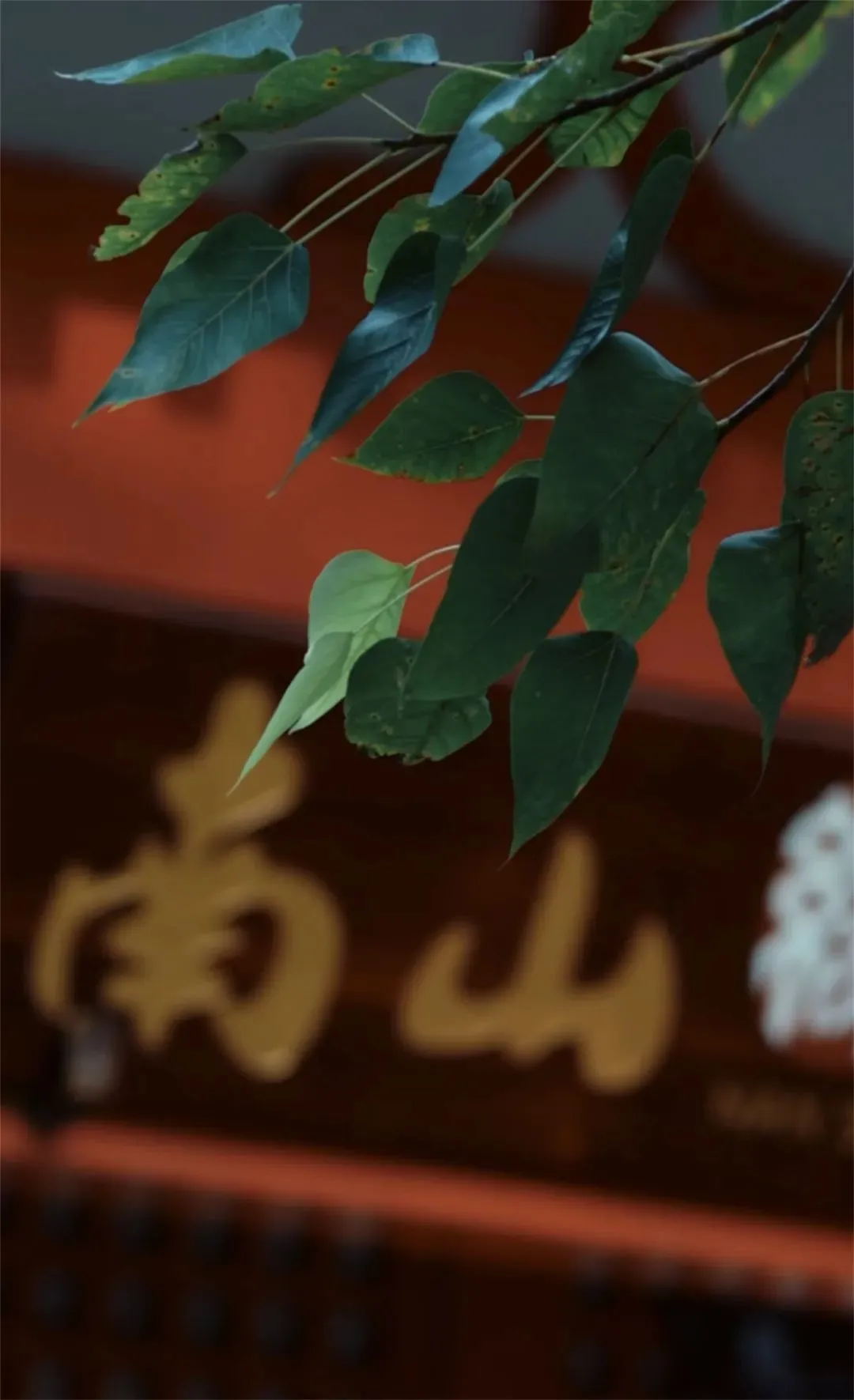 ▲生长