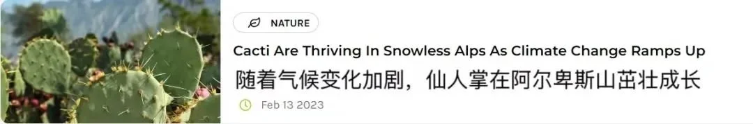 之所以说它奇怪，是因为阿尔卑斯山在我们的印象里是一片片白雪皑皑的山，而仙人掌则是一种生长在荒漠戈壁这种酷热地带的植物，这两样看似八竿子打不着的东西是怎么联系在一起的？