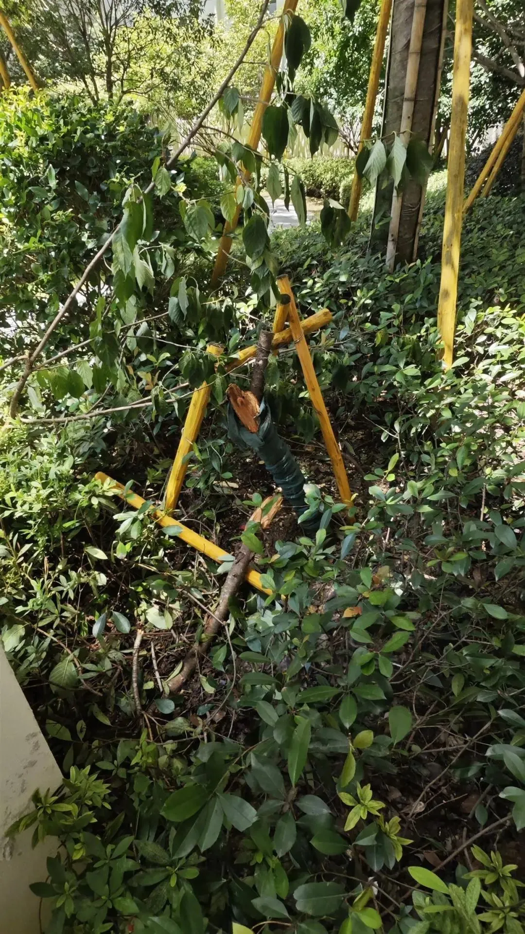 7岁男孩补课期间不幸从14楼坠亡，母亲痛哭：我42岁时冒着风险生的_https://www.izongheng.net_快讯_第3张