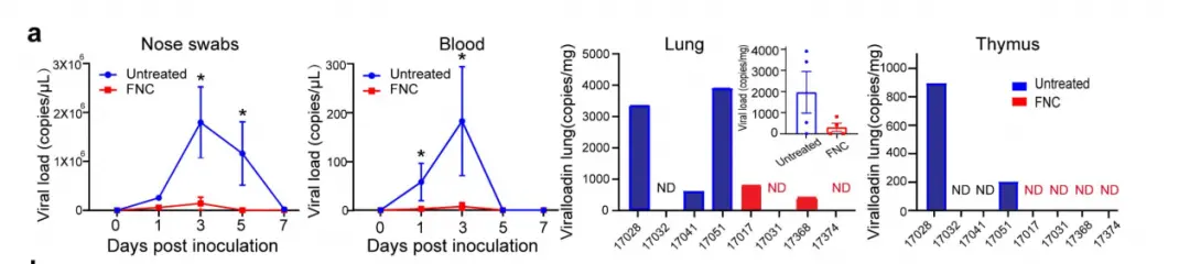 恒河猴模型中鼻拭子、血液、肺和胸腺中的病毒载量（红色为治疗组）