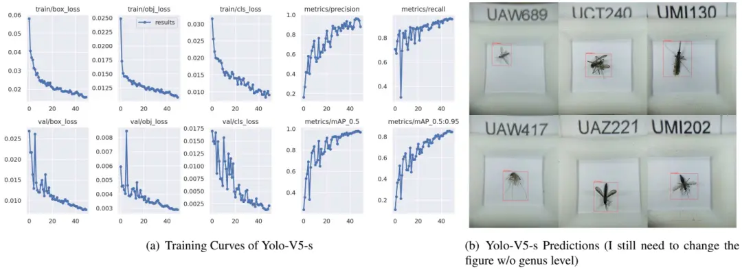 （a）为 YOLO 模型在训练和验证中的性能指标，（b）为模型检测蚊子案例