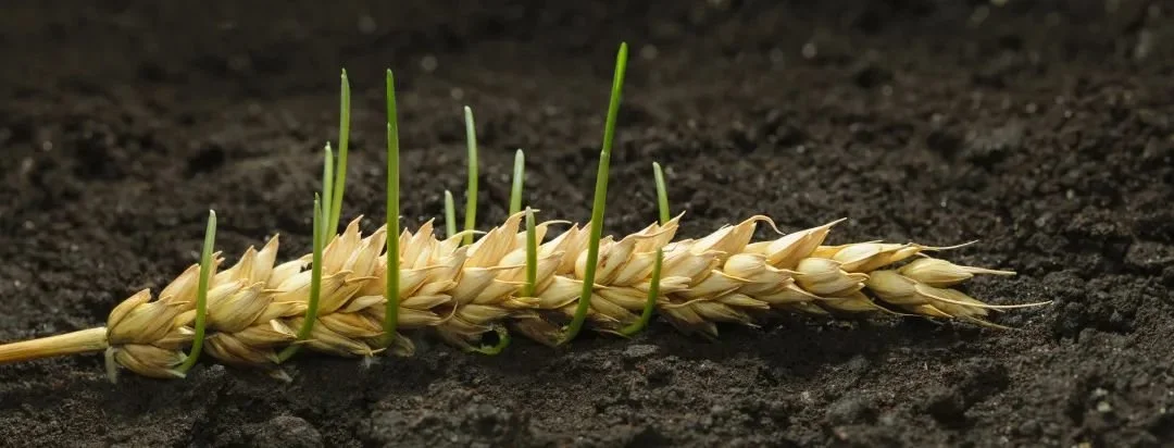 今年5月，因连日降雨，河南小麦在地里发芽｜图虫创意
