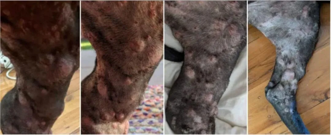 罗茜的肿瘤逐渐缩小,从左至右:1. 2025年11月,试验开始前。2. 2025年12月,mRNA注射后一周。3. 2026年1月,试验进行七周后。4. 2026年3月。来源:《澳大利亚人报》