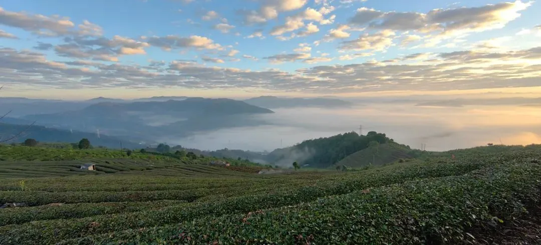 万顷茶山