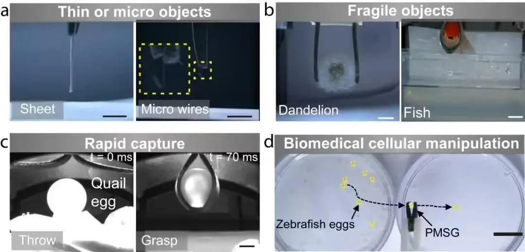 软体抓手的多功能性展示：（a）抓取薄板和细线；（b）抓取鱼和蒲公英；（c）抓取去壳生蛋；（d）安全移取斑马鱼卵