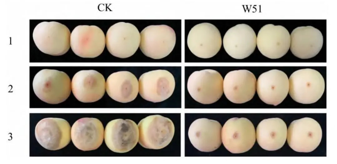 生防菌 W51 处理能够显著增强桃果实对软腐病的抗性（文献图片）