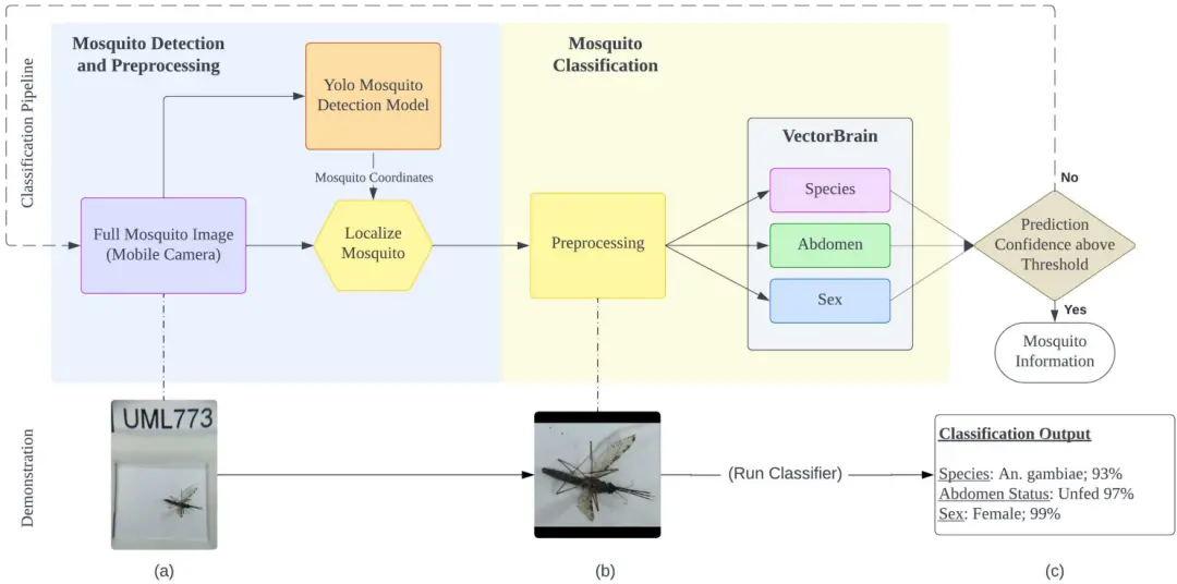 图片举例说明了分类蚊子图像的各个阶段。首先，展示需要分类的完整蚊子图像（a）。然后，使用 YOLO 算法根据坐标裁剪蚊子图像，并进行一系列图像变换以准备分类（b）。最后，显示分类算法的输出结果，确定图像中的蚊子种类（c）。