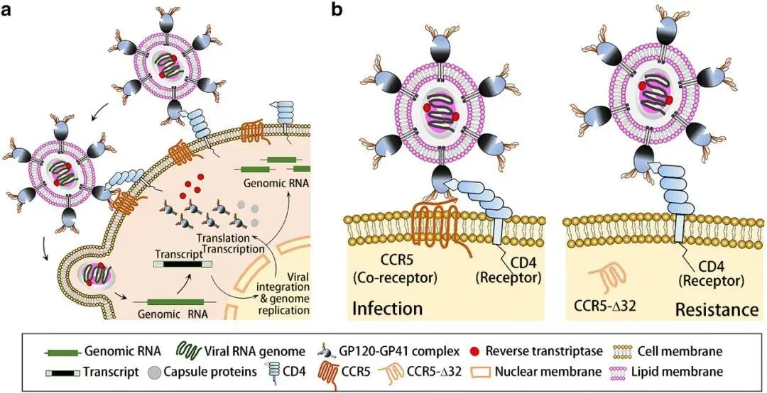 HIV感染过程（a），CCR5 在 HIV 感染中的分子机制及细胞质 CCR5-Δ32 对 HIV-1 感染的保护作用（b）（图源：参考资料 3）