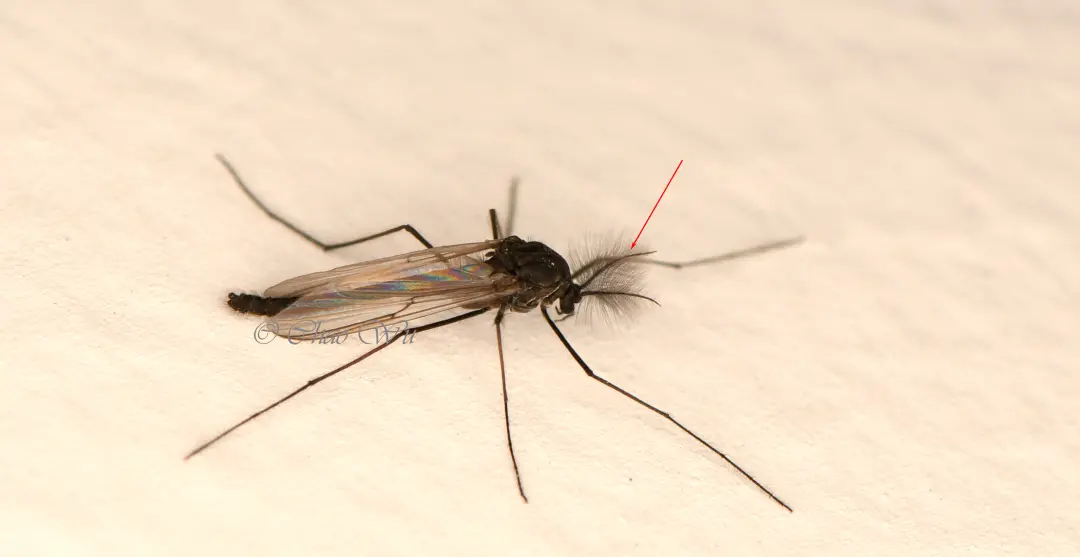 雄性的摇蚊,和雌性一样,没有针状的“嘴”,同时有着毛茸茸的触角。摄影:吴超