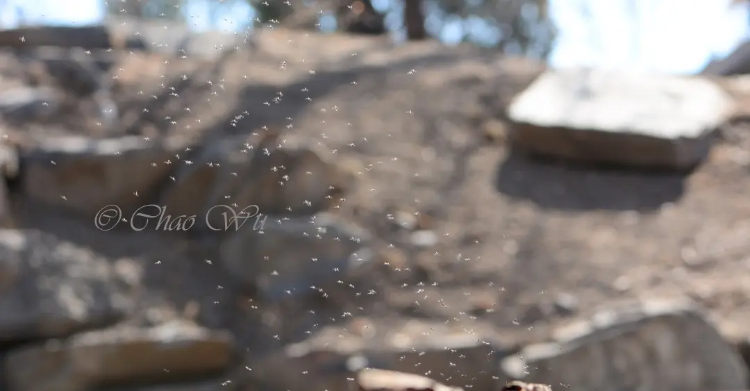 早春公园里常见的大群飞舞的“蚊子”，其实也是摇蚊。摄影：吴超
