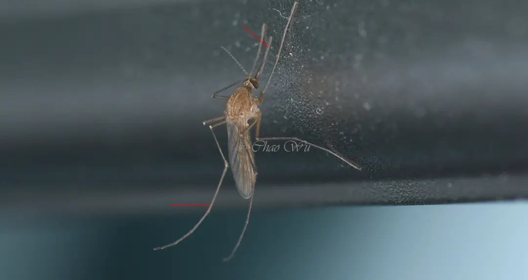 居室中常见的库蚊,叮人吸血的蚊子,可以看到尖尖的针状“嘴”和长且翘着的后腿儿。摄影:吴超