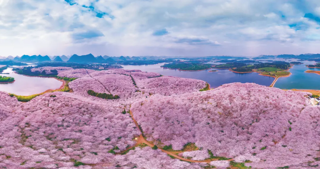 贵安万亩樱花园