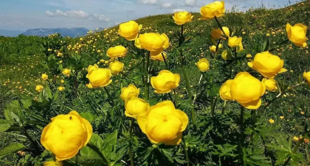 一看就会（烟花不堪剪）烟花不堪剪什么意思 第2张