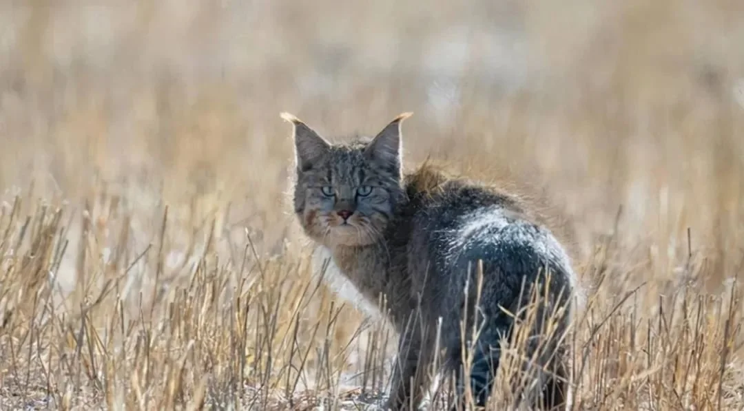 2021年12月下旬在祁连山国家公园青海片区出现的荒漠猫 摄影 | 白玛次成