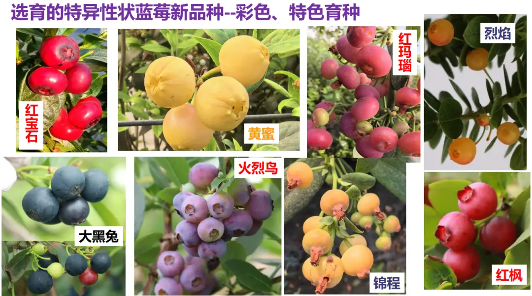 五颜六色蓝莓品种图。 大连大学蓝莓生物育种技术团队供图。