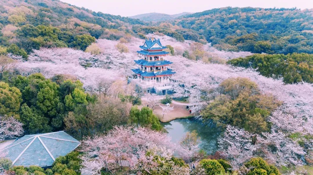 世界三大赏樱地之一，5万余株樱花已绽放！宜居又安逸的江南小城！