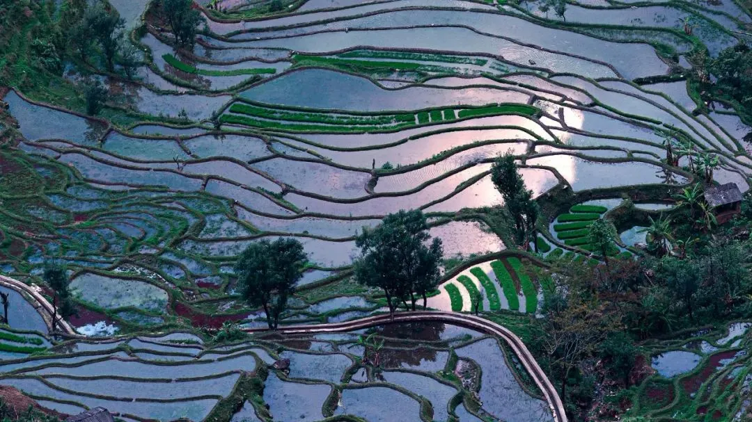 △云南红河州哀牢山元阳梯田风景区。（图/视觉中国）