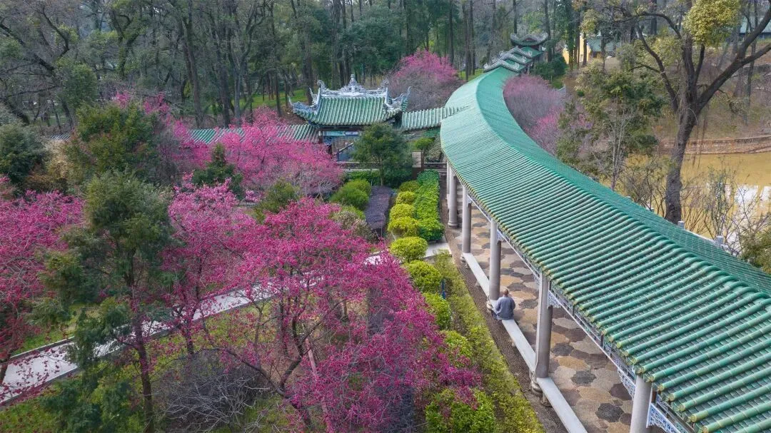 入深林