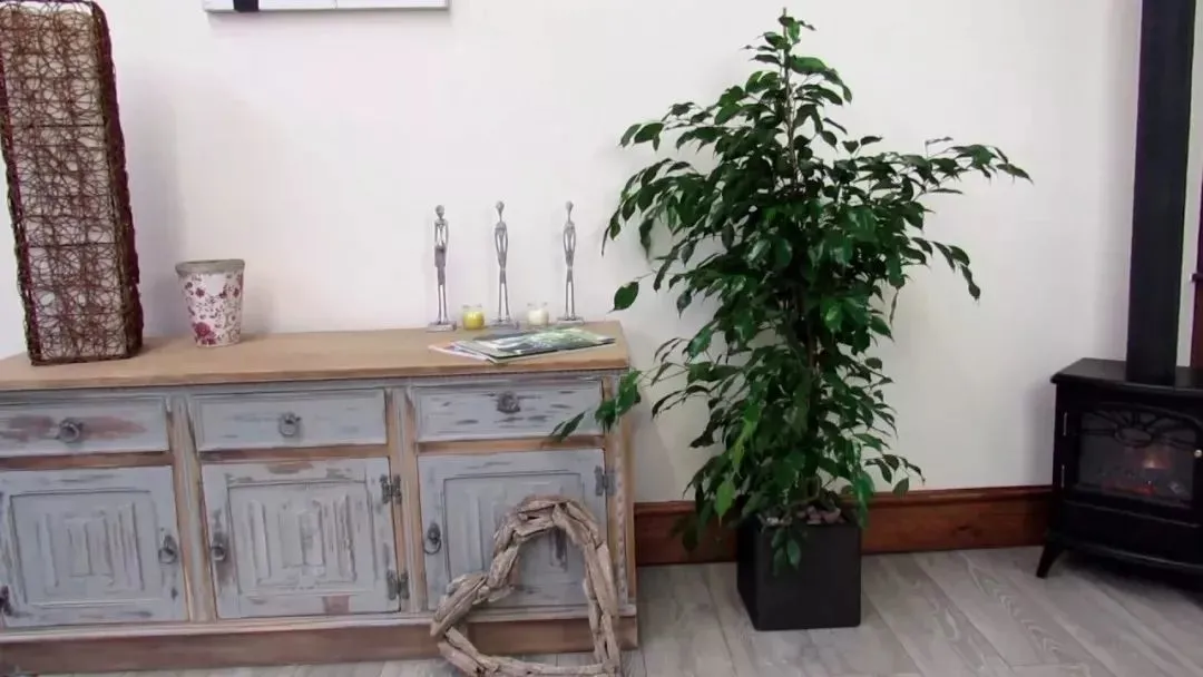 8种很常见的室内盆栽绿植，养健壮一些，让它们发挥净化空气能力-50种常见室内盆栽绿化植物是哪些