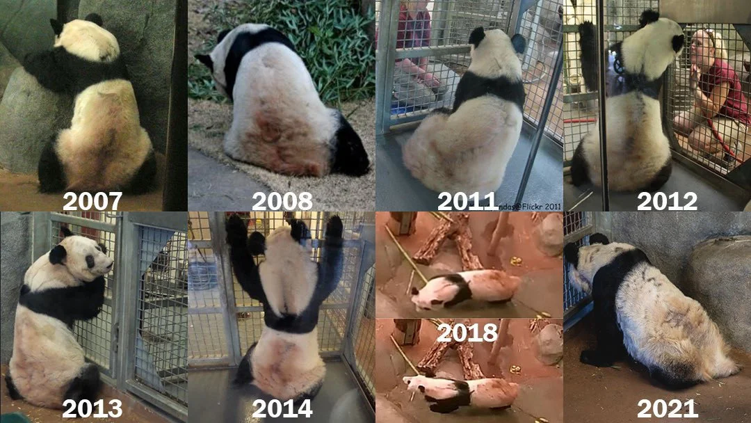 2007年—2021年的大熊猫“丫丫”。网络 图