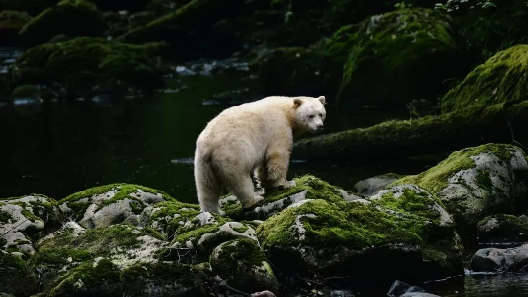 生活在加拿大大熊雨林的灵熊（Ursus americanus kermodei）（图片来源：circa1983）