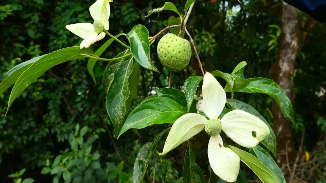墨脱四照花，果实味美、芳香，是有培育潜力的新型水果资源。昆明植物所供图