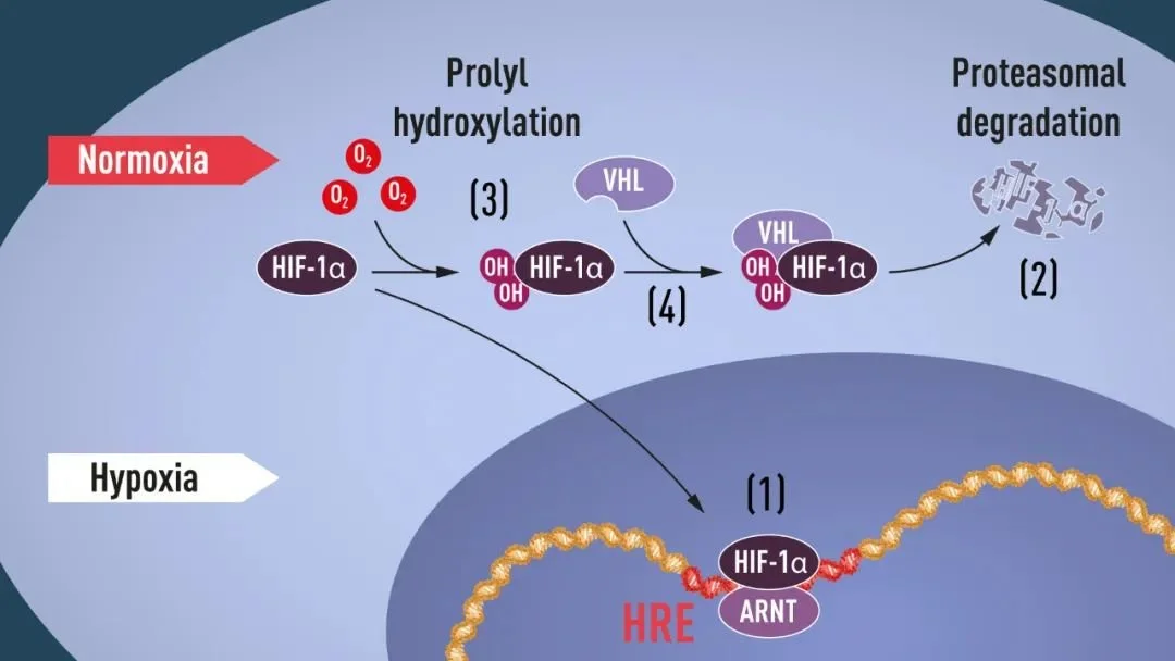 低氧环境与正常氧环境下 HlF一1α 的调节机制模式图