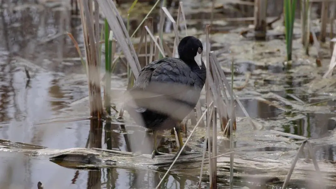 BC省有许多观鸟胜地。（图/ BC Bird Trail）