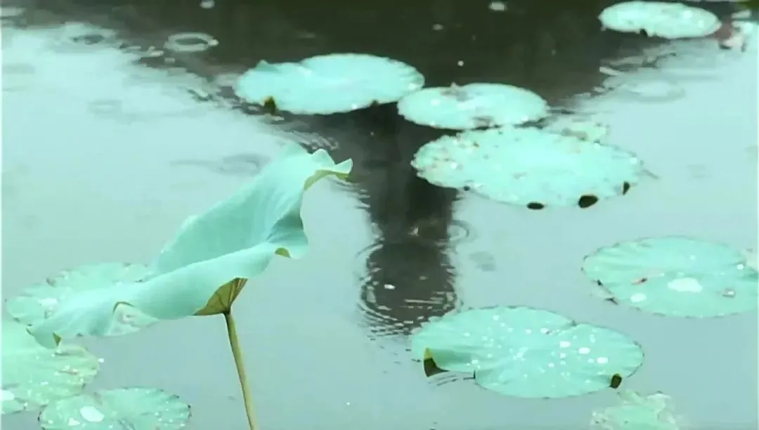 清香的日常|诗人重新命名了夏天