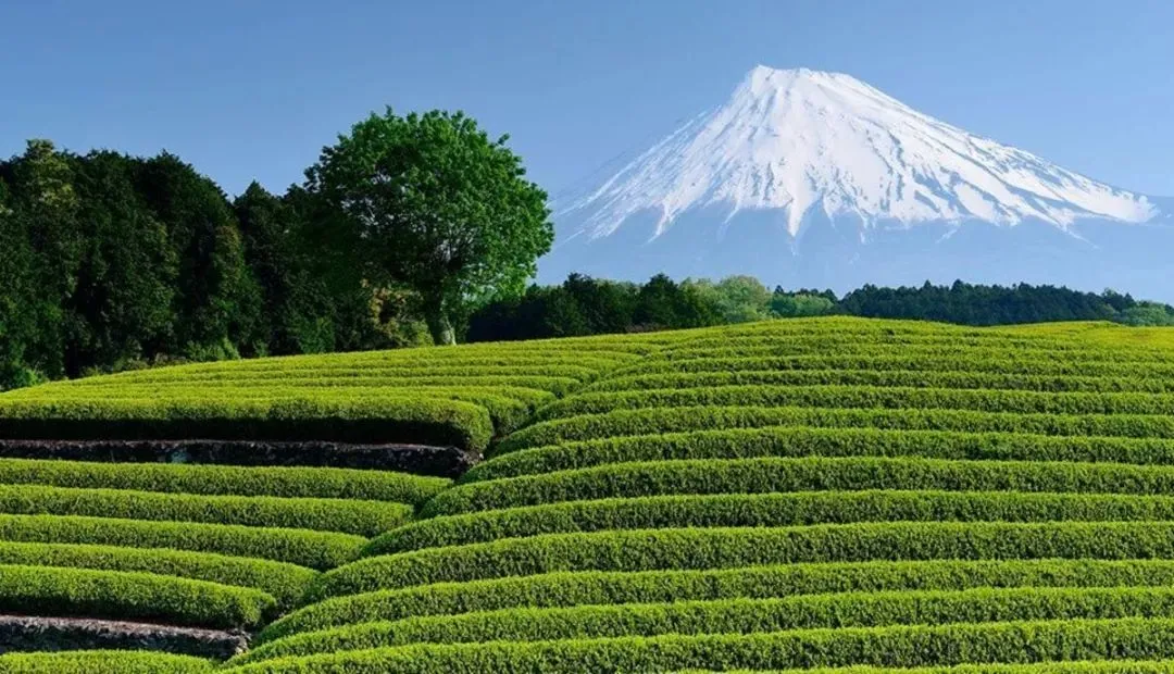 富士山与静冈县茶园