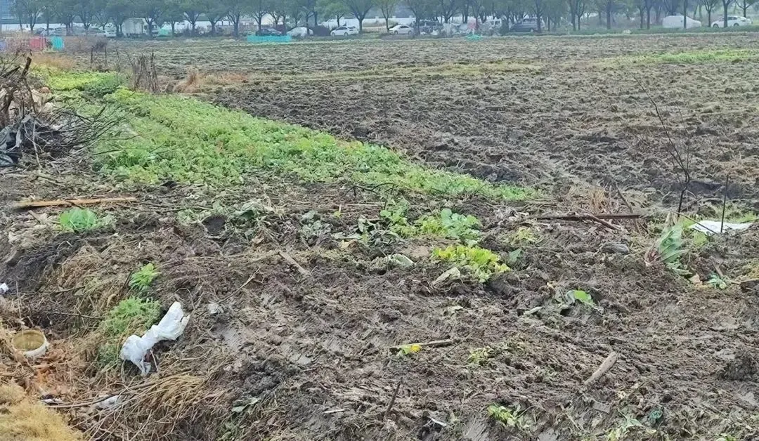 图 | 社区管辖内的荒地修缮工作也需要徐剑参与