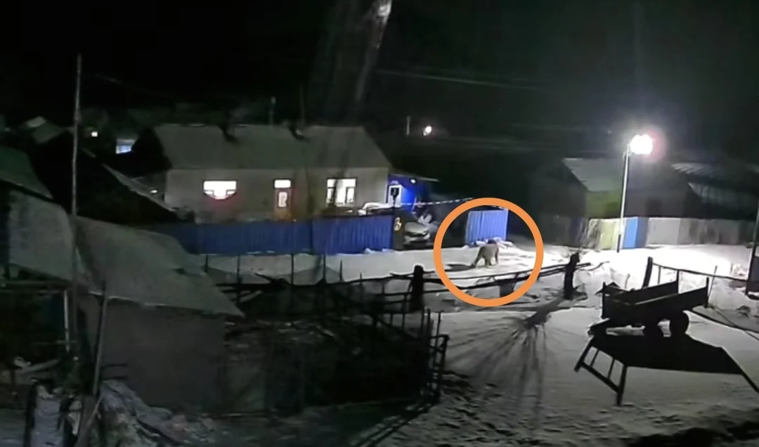 �������������촳����� ���طű�������