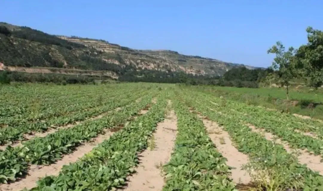 药材种植基地