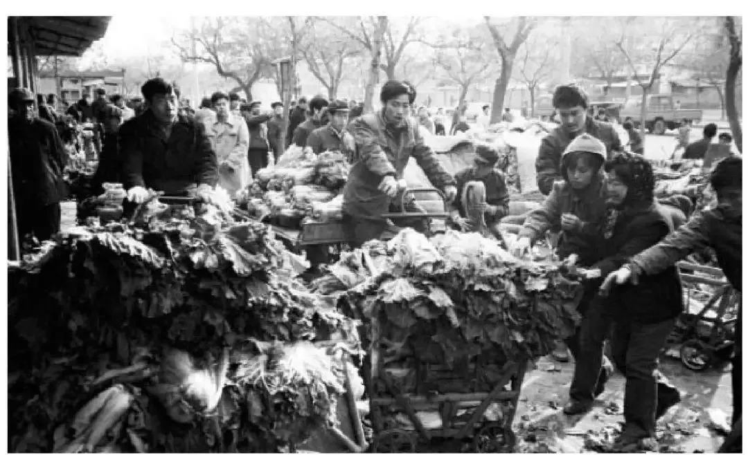 昔日北京市民抢购冬储大白菜的场景丨图源：参考资料[4]