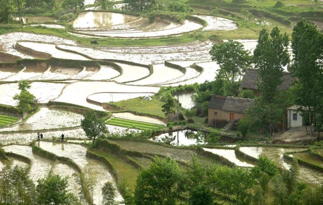 不是杭州!这座“山水茶都”是中国唯一“永久宜居城市”