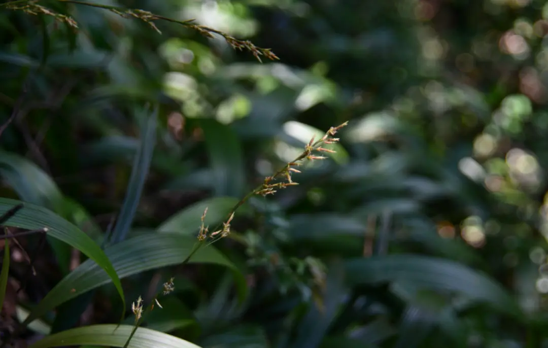 △清远薹草