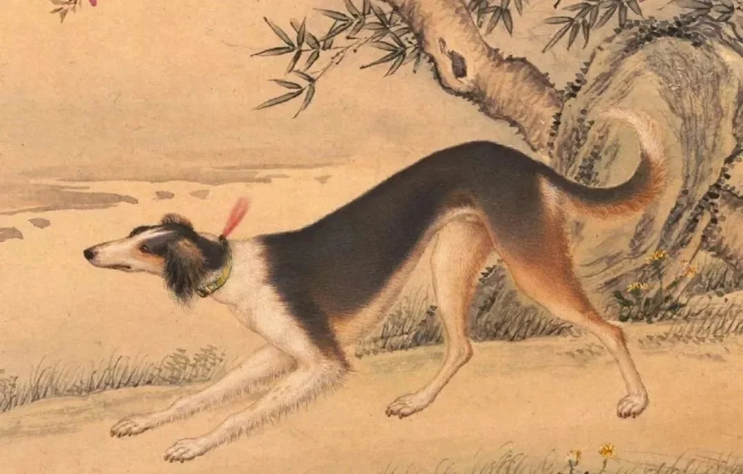 乾隆十大爱犬，光听名字就霸气！故宫居然把它们都“复活”了_凤凰网