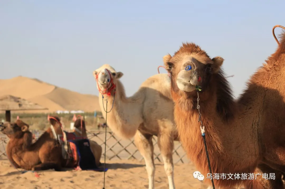 乌海旅游攻略｜第一次去乌海必去的几个景点你知道吗？-乌海有哪些旅游景点可以玩
