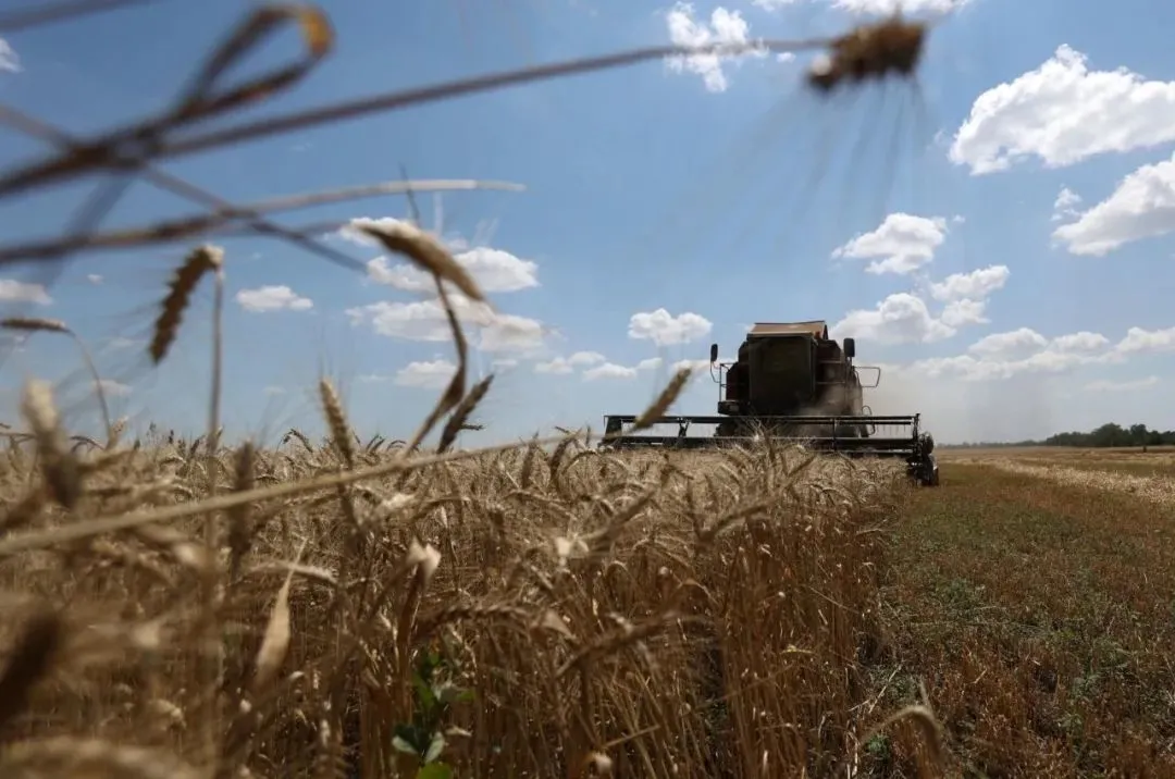 ▲ 2023年7月4日，乌克兰尼古拉耶夫地区Novosofiivka村附近的田地里，联合收割机正在收割小麦。（法新社图）