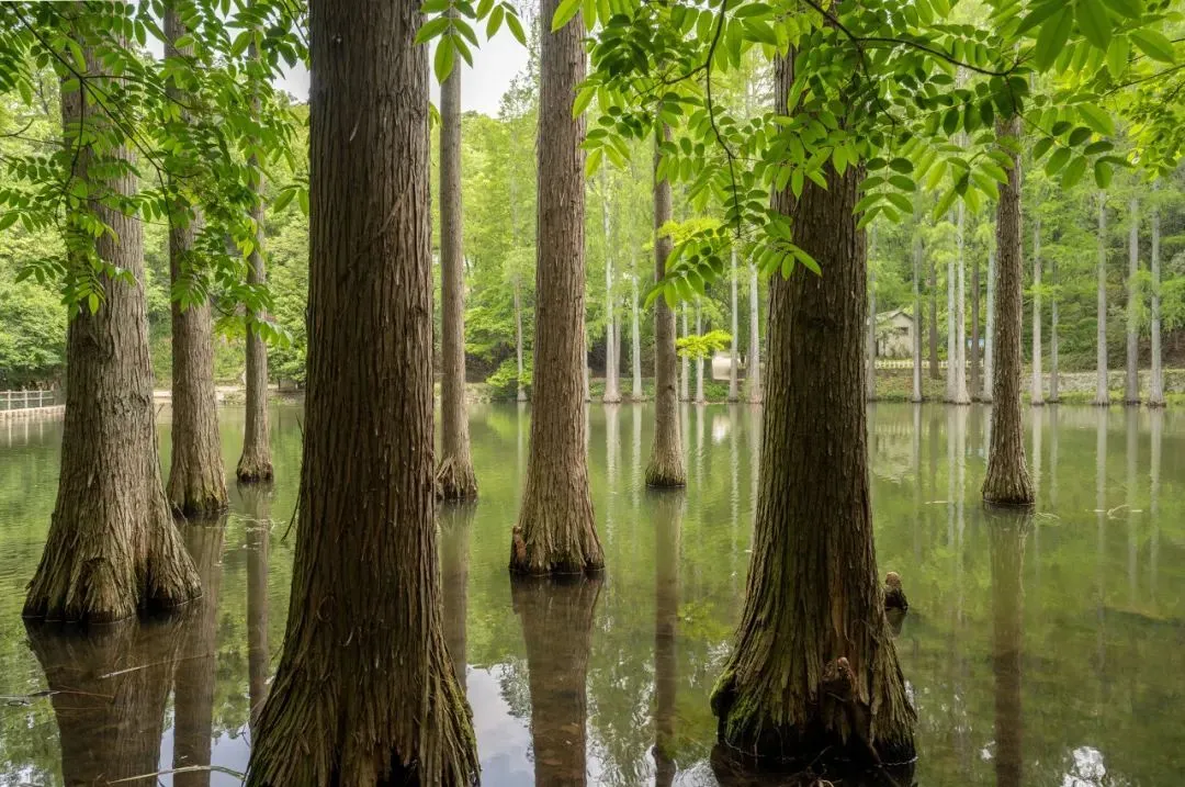 不是杭州!这座“山水茶都”是中国唯一“永久宜居城市”