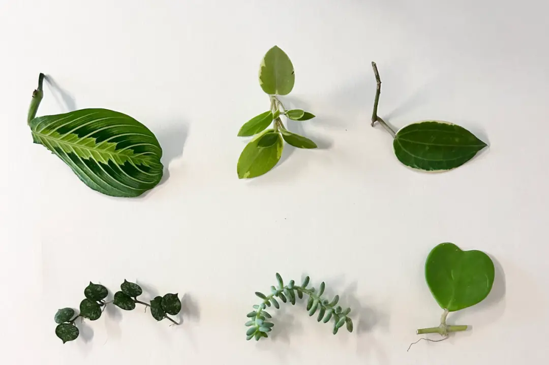 室内盆栽绿植轻松水培扦插繁殖，多做备份，不断培育新幼苗-水培插枝植物